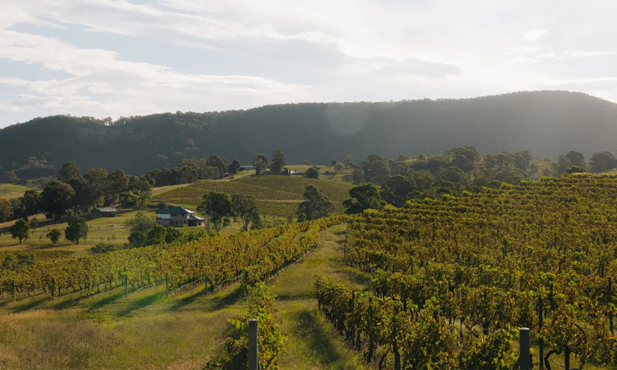 Aerial view of Millfield Rise Estate vineyard with rows of grapevines in the foreground, a farmhouse nestled in the rolling green hills in the middle distance, and forested mountains under a cloudy sky in the background.