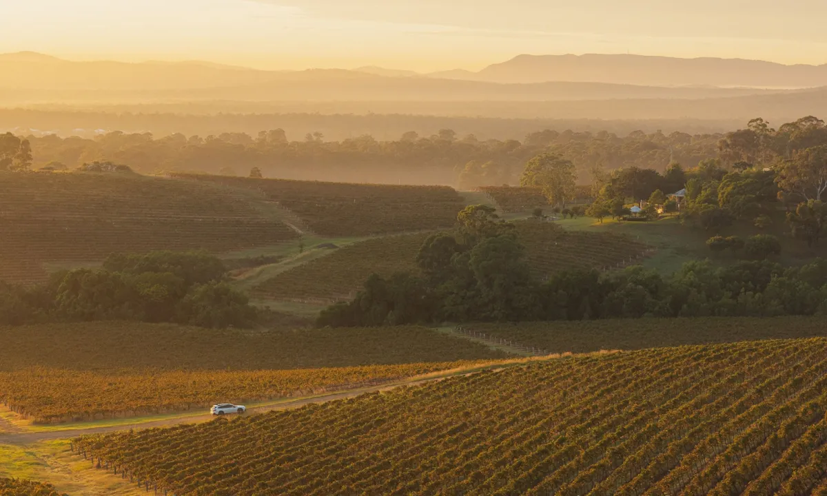Aerial view of Millfield Rise Estate vineyards at golden hour, showing rows of grapevines in the foreground, a white car on a winding road, scattered farmhouses nestled among trees in the middle distance, and rolling hills with forest under a hazy sky in the background.
